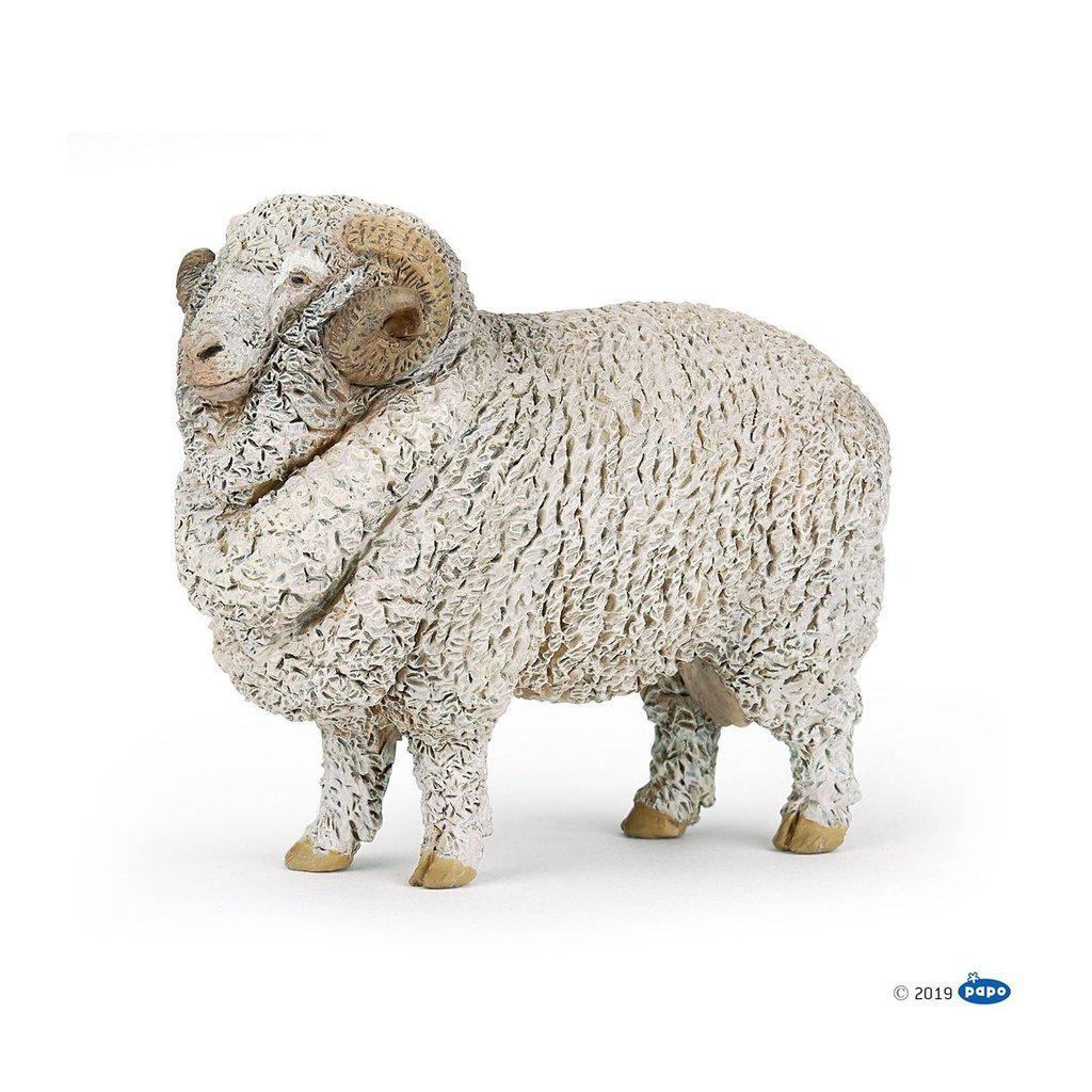 Merino Sheep