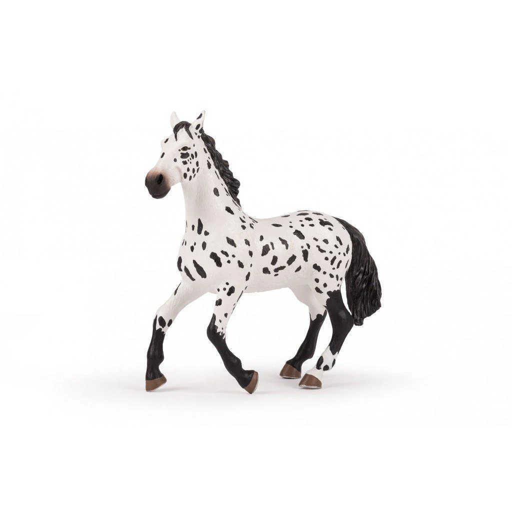 Large Black Appaloosa Horse
